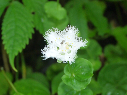 白鬚草（シラヒゲソウ）　ユキノシタ科