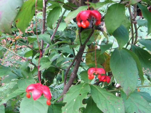 吊花(ツリバナ) ニシキギ科