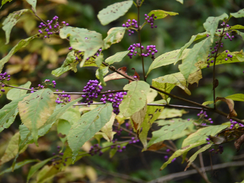 紫式部（ムラサキシキブ）　クマツヅラ科